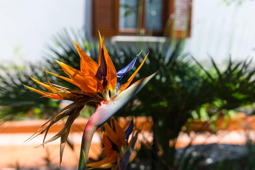 Villa Alma Veli Lošinj Exterior foto